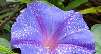 Unusual monsoon pics: Nature's shining jewel