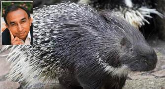 Must Read: A life lesson from porcupines