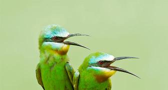 Bird-watch your way through Delhi's feather trail