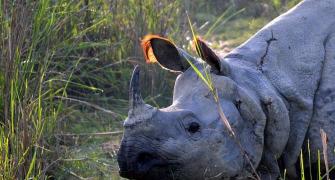 Poachers kill rhino in Kaziranga; 4th this month
