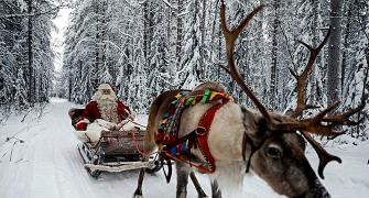 Reindeer at work: It's Christmas after all