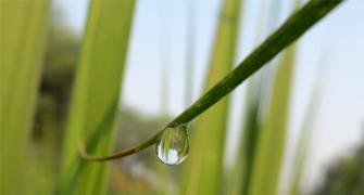 Monsoon pics: Little drops of joy