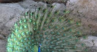 Reader pics: A peacock dance in summer