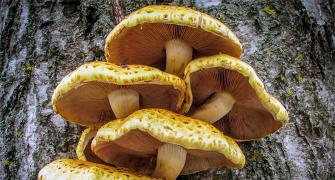 What is 'mushroom' in Hindi?