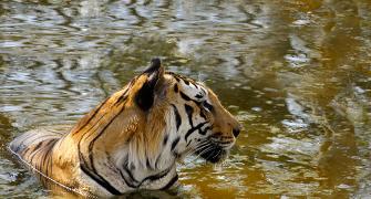 This river linking project may cut India's tiger habitats