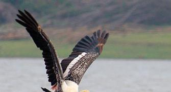 What a boat safari on the Kabini river reveals