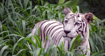 Have you seen a white tiger?