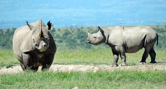 Photos! The baby rhino named after Dia Mirza