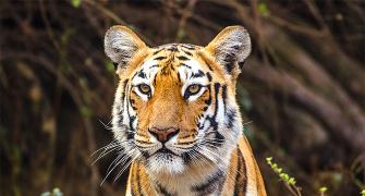Tiger diaries: Meet Maaya from Tadoba