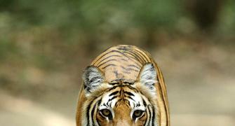 Rare pix of India's national animal