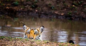 Why we must save our tigers