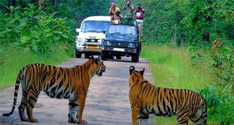 Watch: When I Spotted 4 Tigers