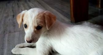 Meet Deepak Nikose's adorable pet