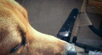Pet pics: Bluto, the happy dog