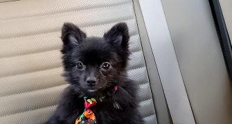 Pet pics: The adorable dog named Google