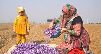 When Kashmir Fields Turned Saffron