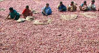 Govt rules out banning onion export