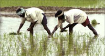 Huge subsidy problem for food security bill