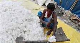 Cotton export to Bangladesh may hit 13.5 mn bales