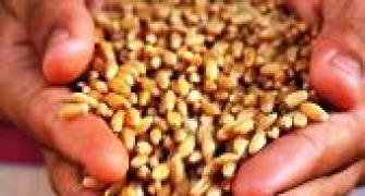India wastes 21 mn tonnes of wheat every year