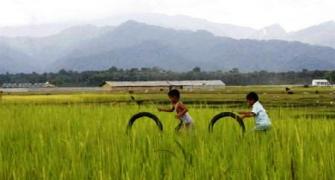 In Bengal, a rice economy rots away on food habits, subsidy