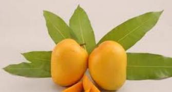 Ban on Alphonso mangoes: India to take up the issue with EU