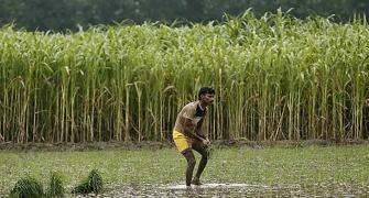 Should India stop growing sugarcane?