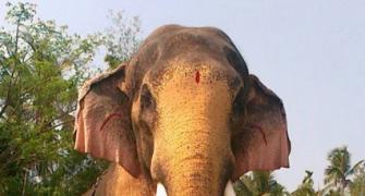 Renting an elephant in Kerala? Pay Rs 4.5 lakh a day!