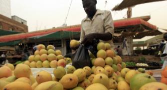India's mango exports face threat of ban