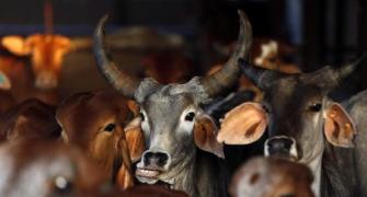 Prez okays Haryana's cow protection Bill