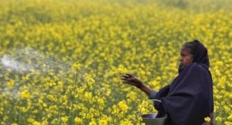Thanks to Modi's push, GM mustard set to hit Indian markets