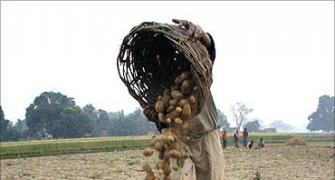 The suicidal potato economy of West Bengal