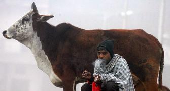 Use cow urine to clean Mumbai hospitals: Congress corporator
