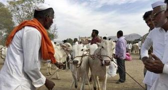 Unable to sell cattle, farmers have a beef with Modi's BJP