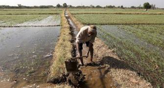 Short-term crop loans at 7% interest to continue
