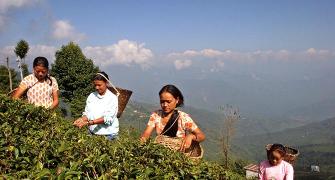 Gorkha agitation threatens Darjeeling's tea business
