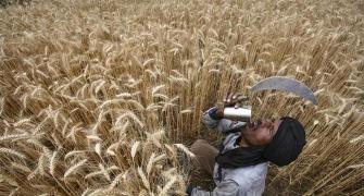MSP hike may hit India's farm exports