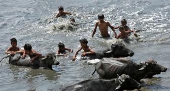 Cattle trade ban: India's loss is Brazil's gain