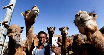 Camel milk, the new superfood