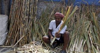 Why sugar prices are likely to rise from January