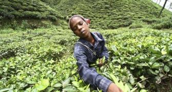 World has a new largest private tea producer