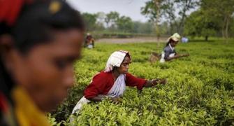 As gardens stay shut tea firms suffer heavy losses