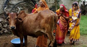 From Mata to Menace: How the holy cow may 'eat' votes!