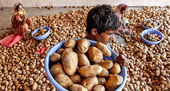 Humble potato takes tech route to health food status