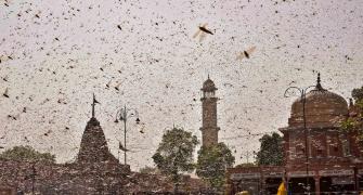 Locust invasion puts summer crop in states at risk