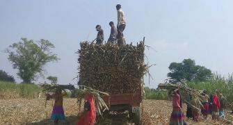 Sugarcane remains a burning issue with west UP farmers