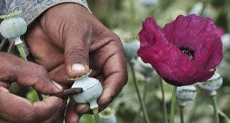 Centre allows a private player to process opium