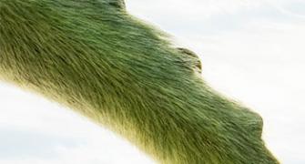 Review: Pete's Dragon is a mellow, charming ride