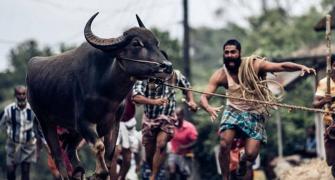 What sending Jallikattu to the Oscars means