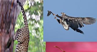 Spectacular wildlife photos from around the world
